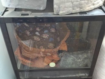 北京宠物用品市场中的玻璃爬箱与品牌宠物食品选购指南